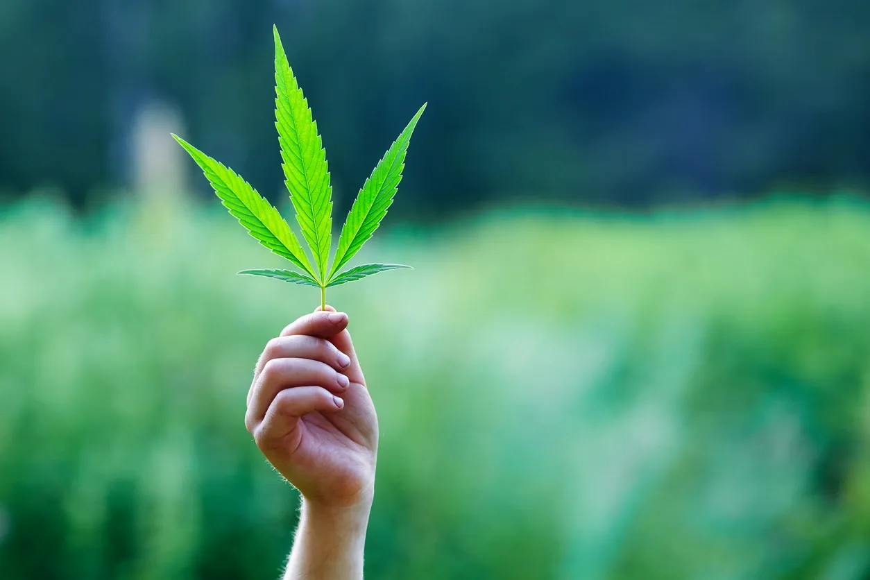 Cannabis leaf being held up by a hand in a field