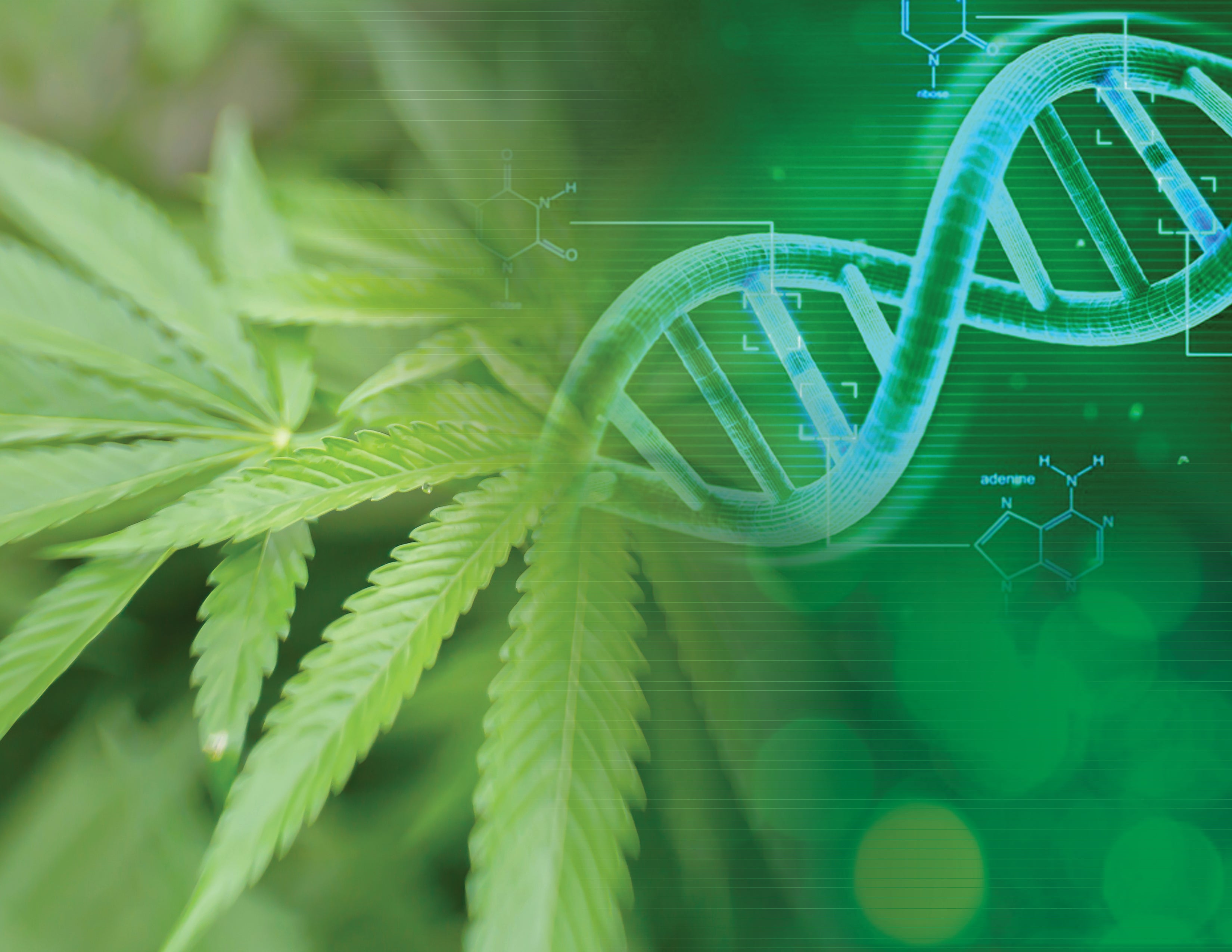 Cannabis plant leaves blending with DNA strands.